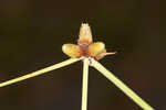 American halfchaff sedge